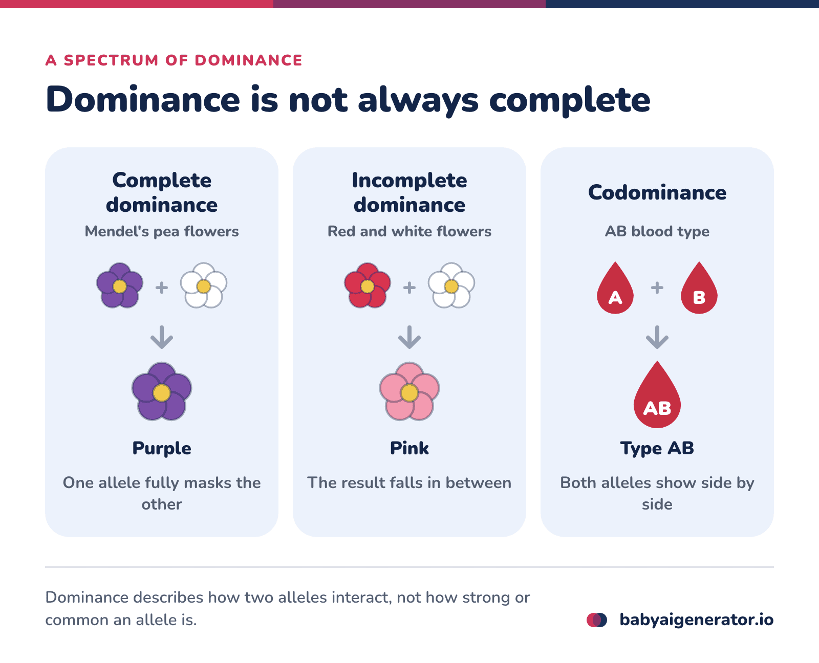 Infographic: complete dominance (purple and white peas give purple), incomplete dominance (red and white flowers give pink) and codominance (A and B blood alleles give type AB)