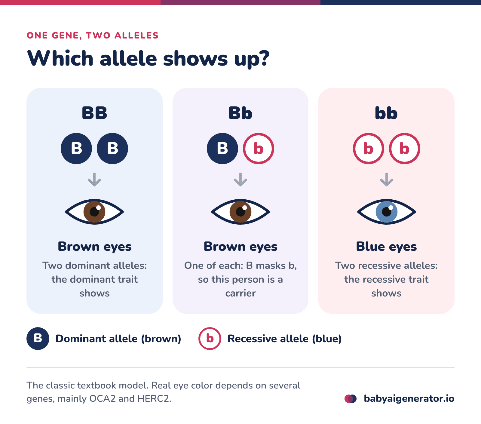 Infographic: BB and Bb both give brown eyes, with b hidden in a Bb carrier, while bb gives blue eyes