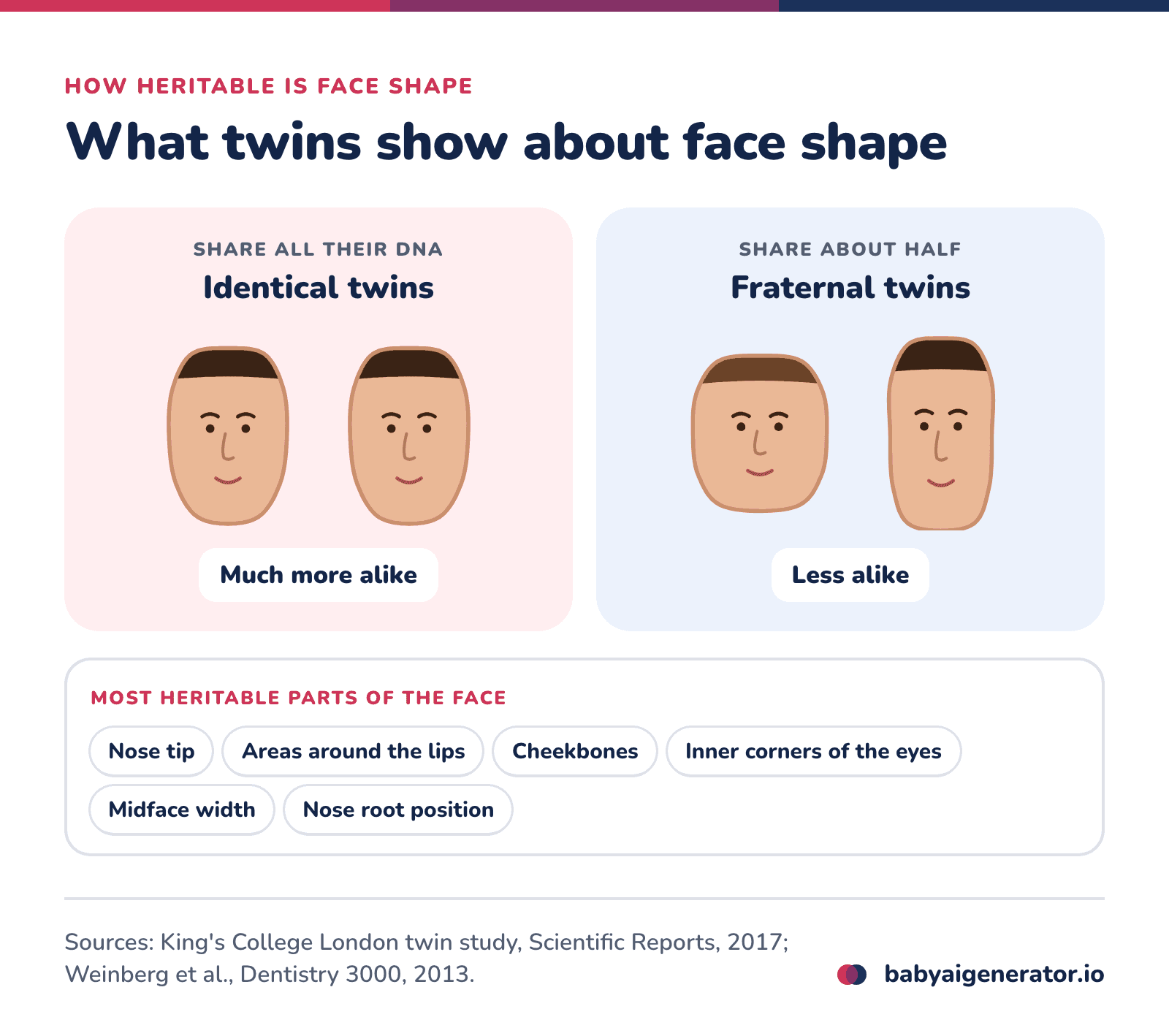 Infographic: identical twins share all their DNA and fraternal twins about half, and identical twins' faces are far more alike, which shows face shape is highly heritable; the nose tip, the areas around the lips, the cheekbones and the inner eye corners are the most heritable parts