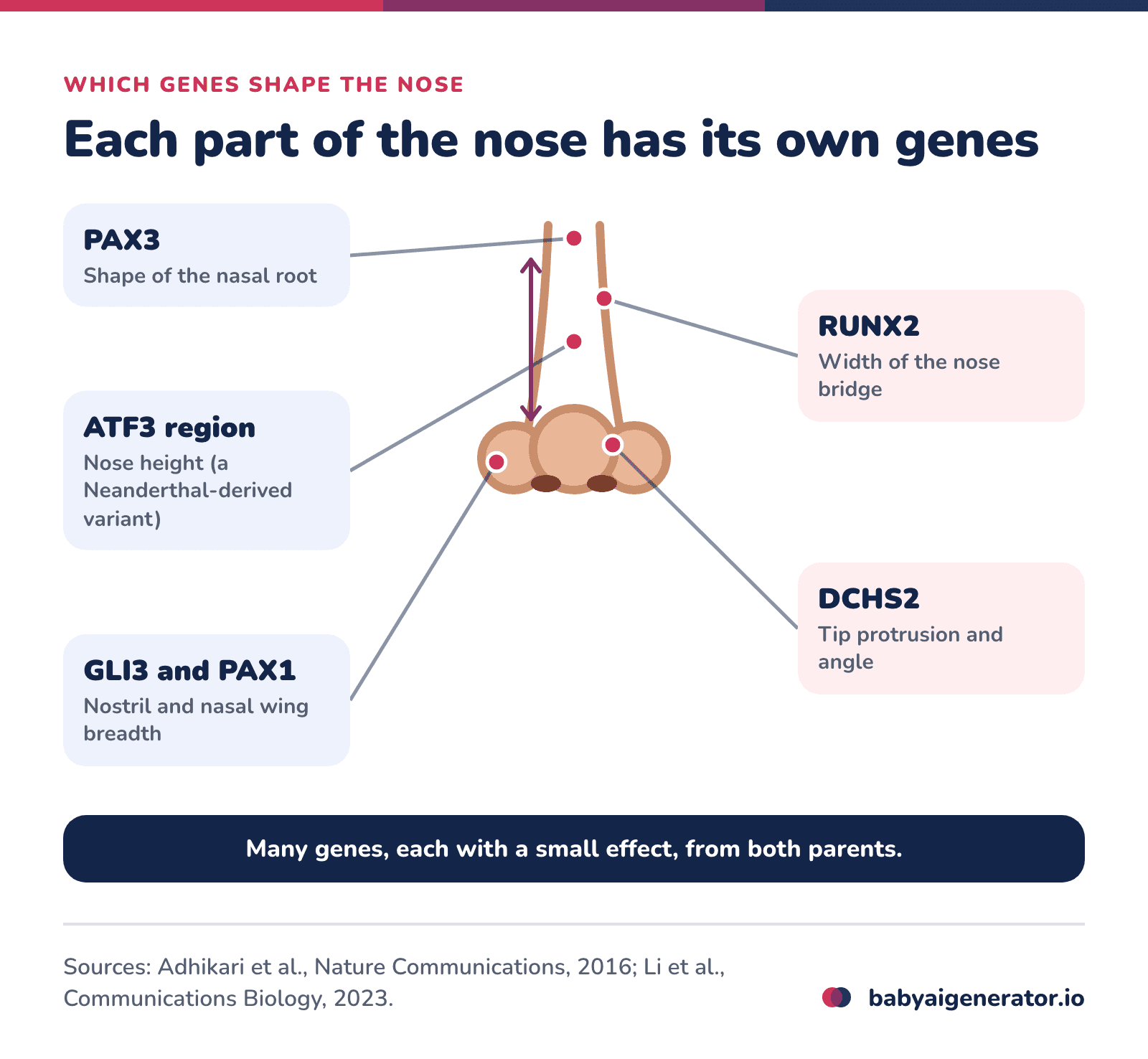 Infographic: a map of the nose genes, with PAX3 at the nasal root, RUNX2 for bridge width, ATF3 for nose height, GLI3 and PAX1 for nostril and wing breadth, and DCHS2 for tip protrusion