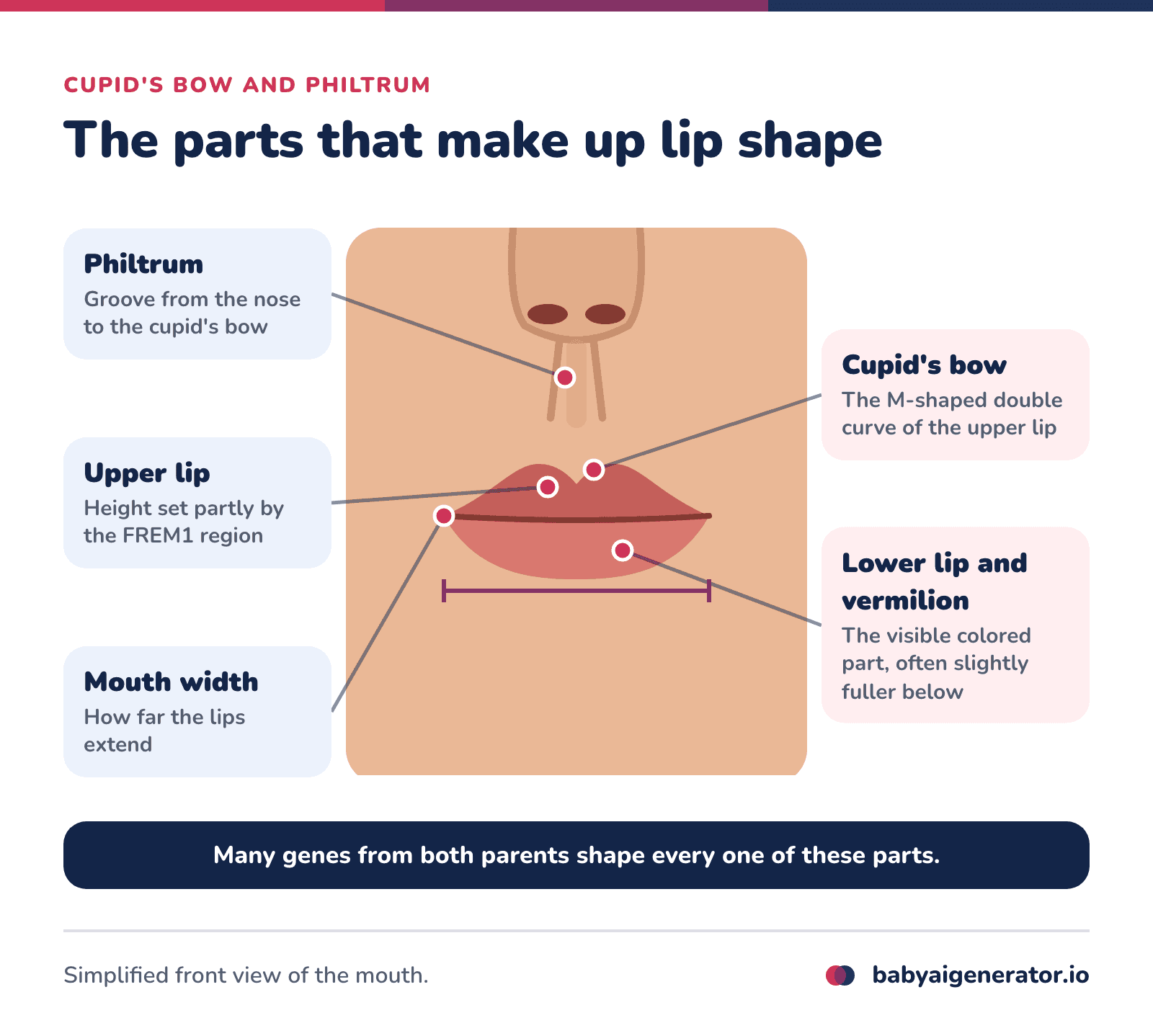 Infographic: the parts of lip shape, the philtrum running from the base of the nose to the cupid's bow, the M-shaped cupid's bow, the upper and lower lips with their visible vermilion, and the width of the mouth