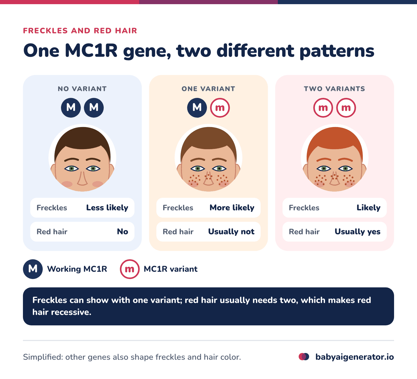 Infographic: with no MC1R variant, freckles are less likely and hair is not red; with one variant, freckles become more likely but hair is usually not red; with two variants, red hair and freckles are both likely