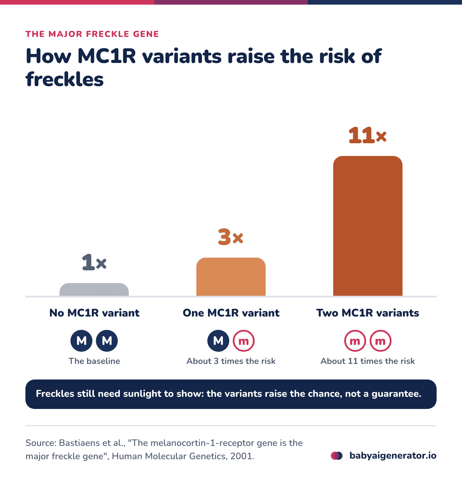 Infographic: compared with no MC1R variant, carrying one MC1R variant raised the risk of freckles about 3-fold and carrying two raised it about 11-fold (Bastiaens et al., 2001)