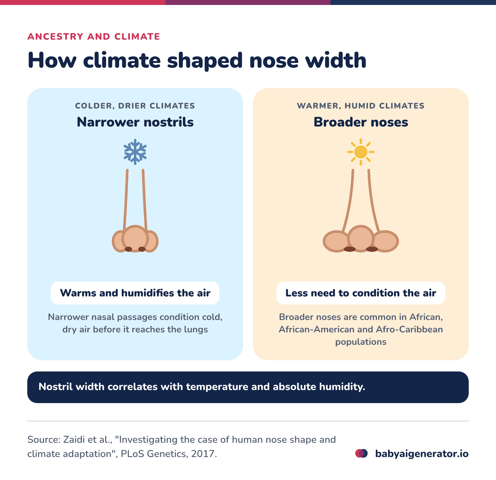 Infographic: in colder, drier climates narrower nostrils warm and humidify the air before it reaches the lungs, while in warmer, humid climates noses tend to be broader; nostril width correlates with temperature and absolute humidity