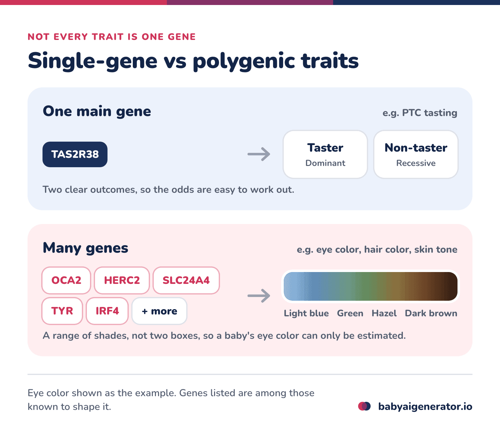 Infographic: PTC tasting has one main gene and two outcomes, while eye color depends on many genes and forms a range of shades
