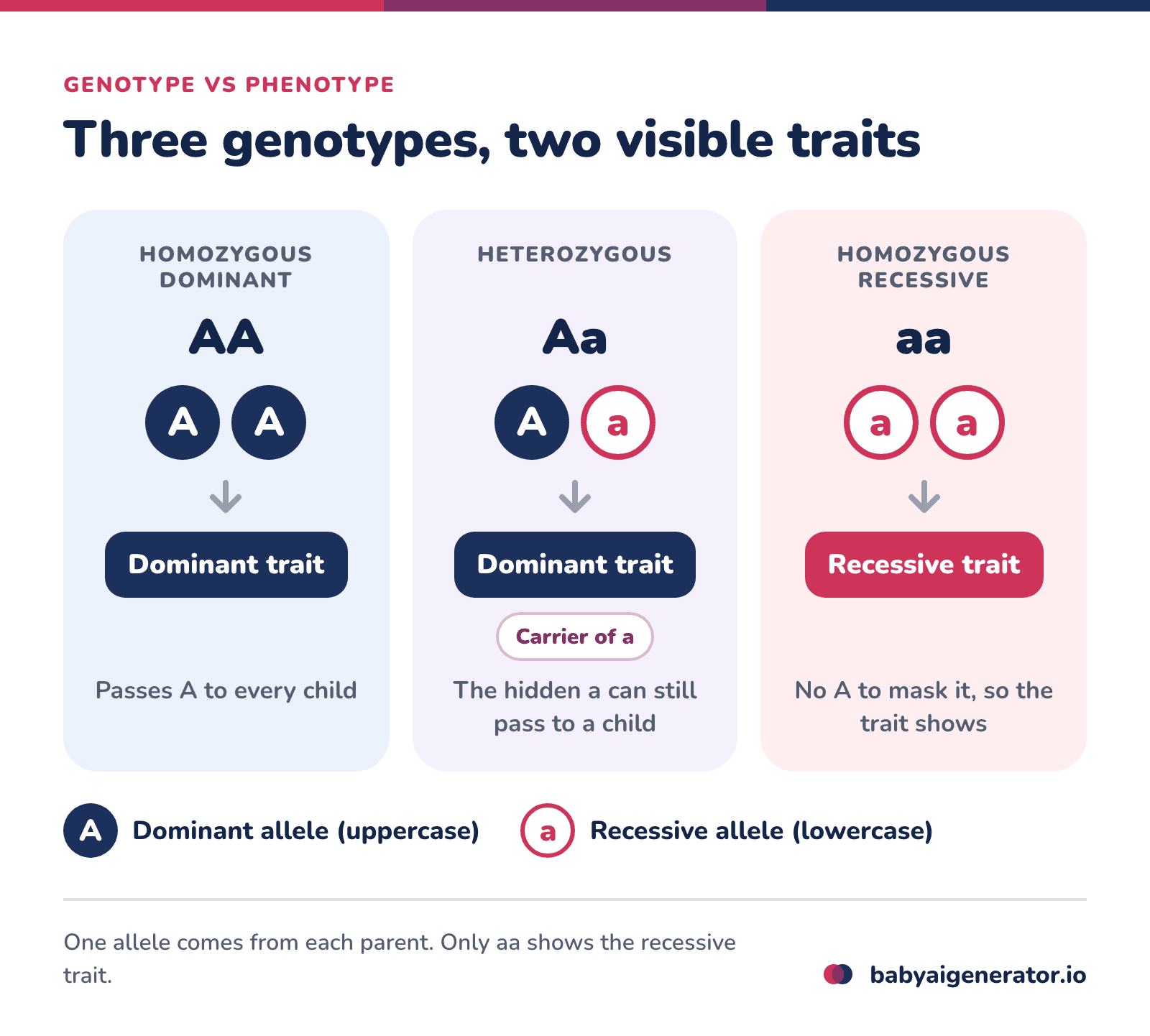 Infographic: the three genotypes AA, Aa and aa, where AA and Aa show the dominant trait, Aa is a carrier, and only aa shows the recessive trait