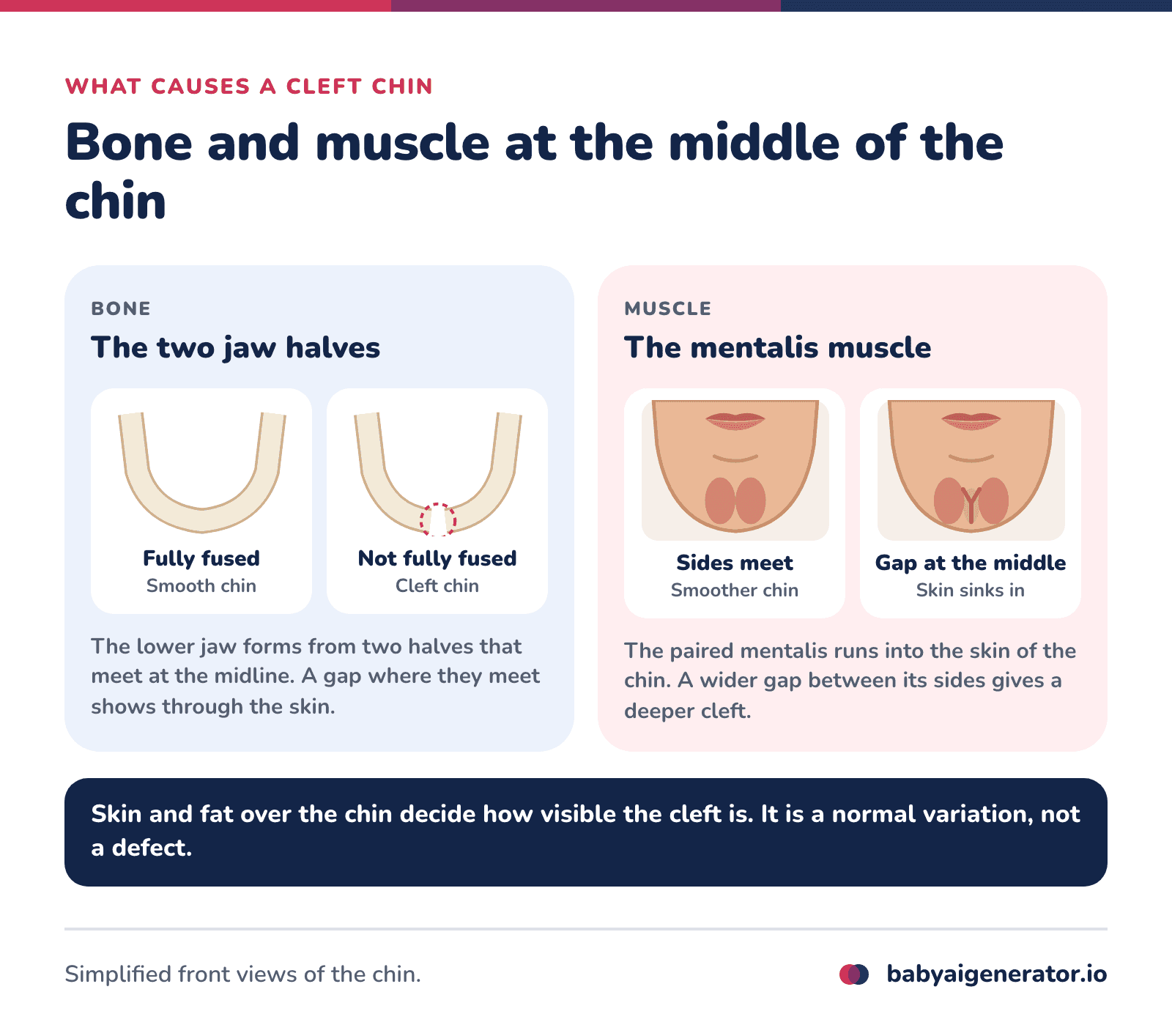 Infographic: a cleft chin comes from the two halves of the lower jawbone not fully fusing at the midline, or from a gap between the two sides of the mentalis muscle that lets the skin sink in