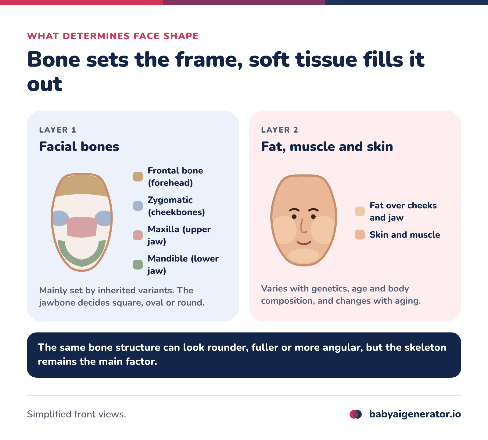 Infographic: face shape is built in two layers, the facial bones (frontal bone, zygomatic bones, maxilla and mandible) as the framework, and the facial fat, muscle and skin that add volume over them