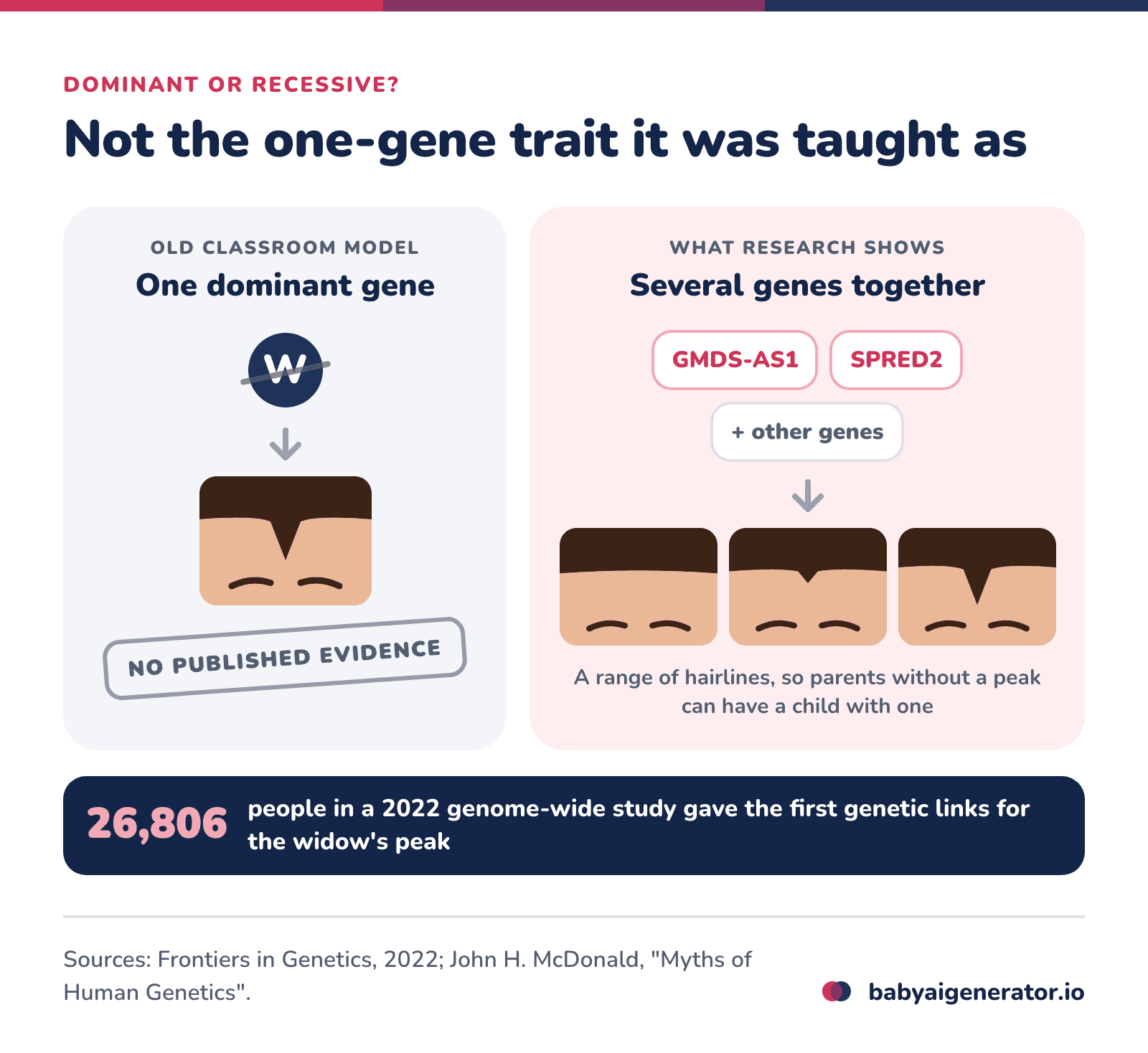 Infographic: the classroom model of a widow's peak as one dominant gene has no published evidence behind it, while a 2022 study of 26,806 people linked the trait to variants near GMDS-AS1 and SPRED2, among several genes