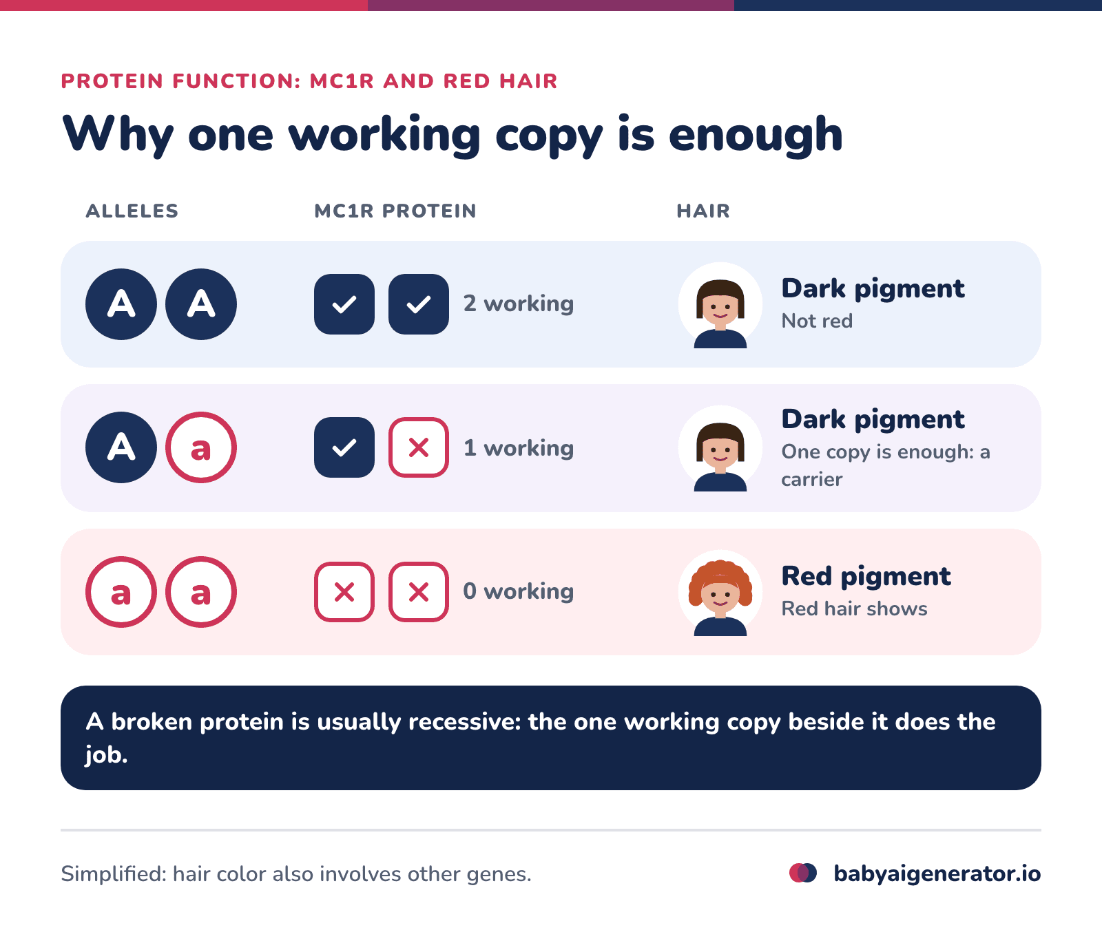 Infographic: with MC1R, two working copies or one working copy make dark pigment, while two broken copies leave red pigment, so red hair is recessive